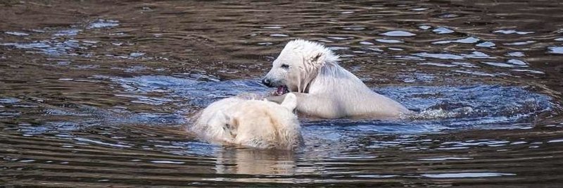 С недавнего времени медвежонок выходит на прогулку с мамой Викторией и уже плавает 