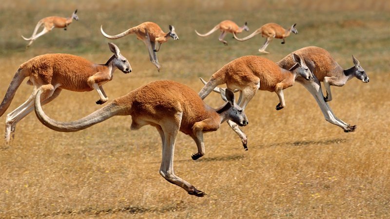 Могут ли кенгуру бегать?