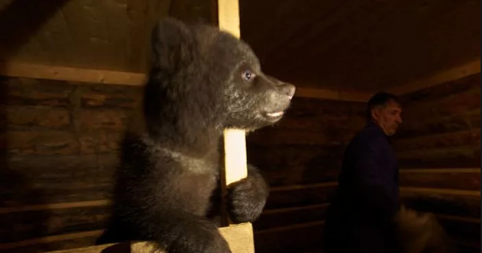 Биолог Валентин Пажетнов организовал приют для медвежат-сирот