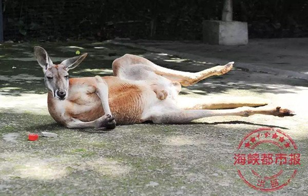 Посетители зоопарка убили кенгуру ради развлечения