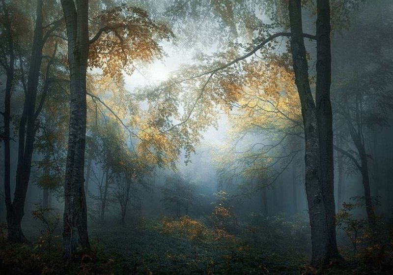 Эту фотографию сделал Веселин Атанасов в балканском лесу 