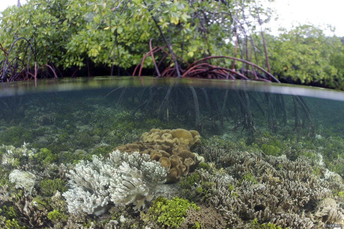 Мангровые подводные леса