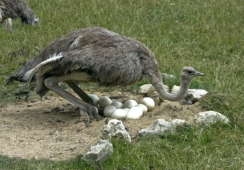 Чтобы яйцо страуса сварилось вкрутую, его надо кипятить не менее 40 минут. 