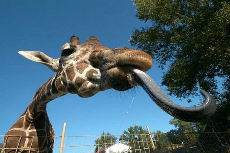 У жирафов абсолютно черный язык, длина которого может доходить до 45 см.