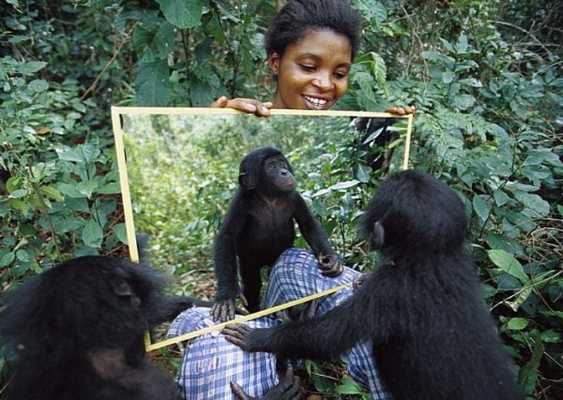 Шимпанзе — единственные животные, котоpые могyт yзнавать себя в зеpкале. 