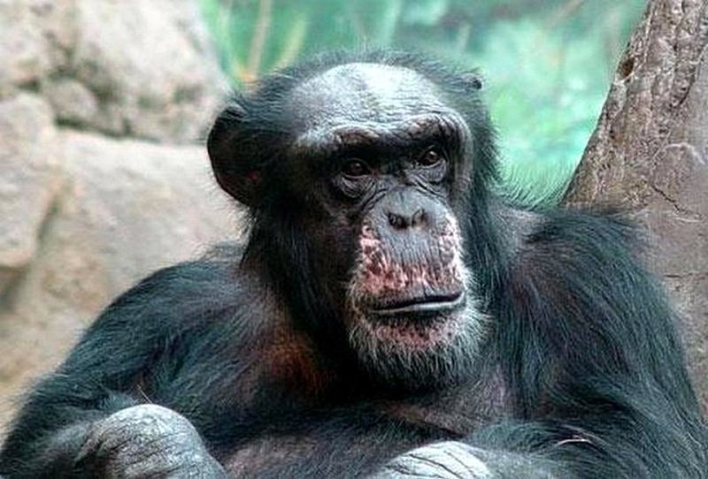Самцы обезьяны лысеют точно также, как и мужчины.