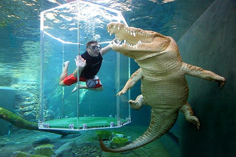 Самая крупная в мире рептилия (и самая опасная для человека) — морской крокодил.