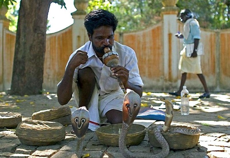 В Китае змей ловят главным образом для кулинарных нужд, в Индии — из-зи кожи, а в Бирме — для изготовления противоядий.