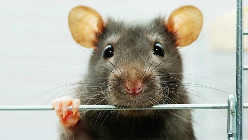 Крысы появились на Земле на 48 миллионов лет раньше, чем люди. 