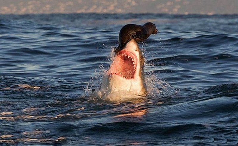 Нападая на свою жертву, акулы закрывают глаза, чтобы бьющаяся добыча их не поранила. 