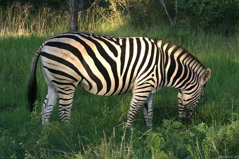 Зебра — белая с черными полосами, а не наоборот. 