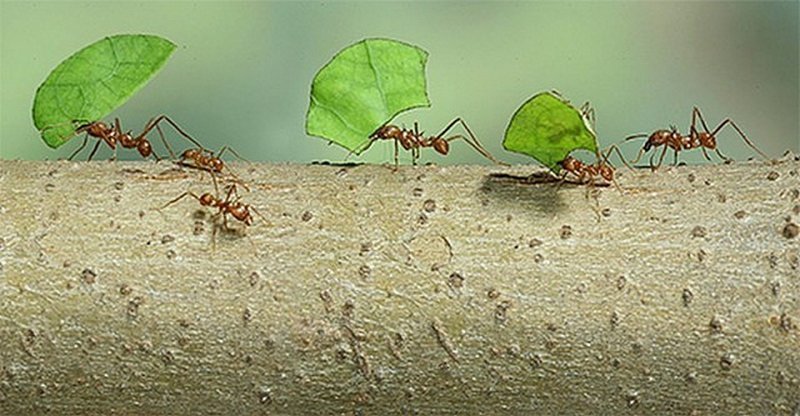 Муравей-листорез может поднимать и перемещать грузы, масса котороых в 50 раз больше его собственного веса. 