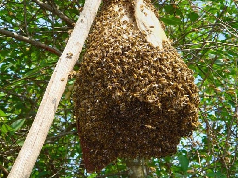 В каждом пчелином улье живут 20 — 60 тысяч пчел. Пчелиная матка откладывает почти 1500 яиц в день и живет до двух лет. Трутни, единственная работа которых, помогать матке, живут до 24 дней и не имеют жала.