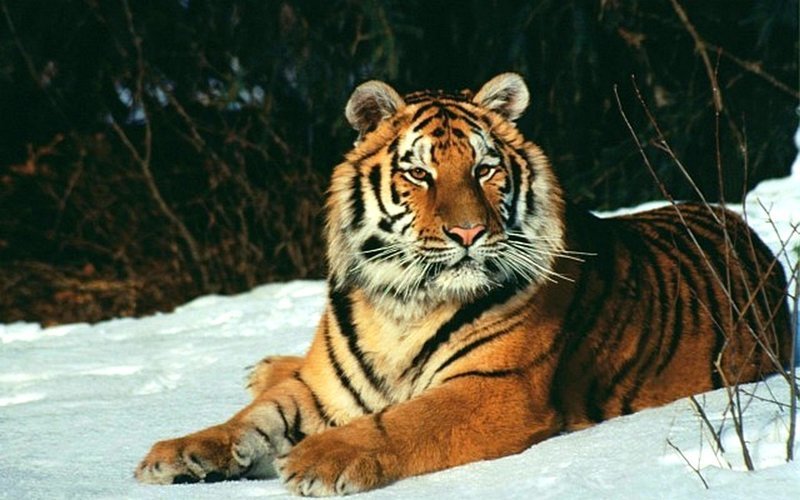 У тигров не только полосатый мех, но и полосатая кожа. 