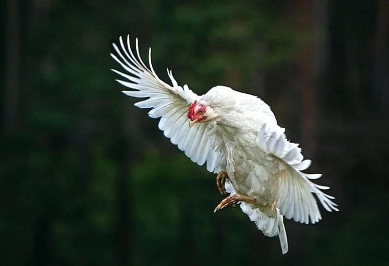 Самый длинный из зарегистрированных полетов курицы длился 13 cекунд. 