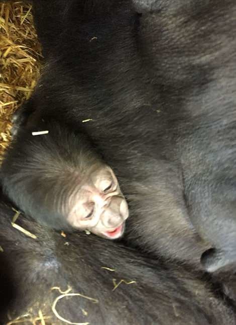 В Чессингтонском тематическом парке родился очаровательный гориленок