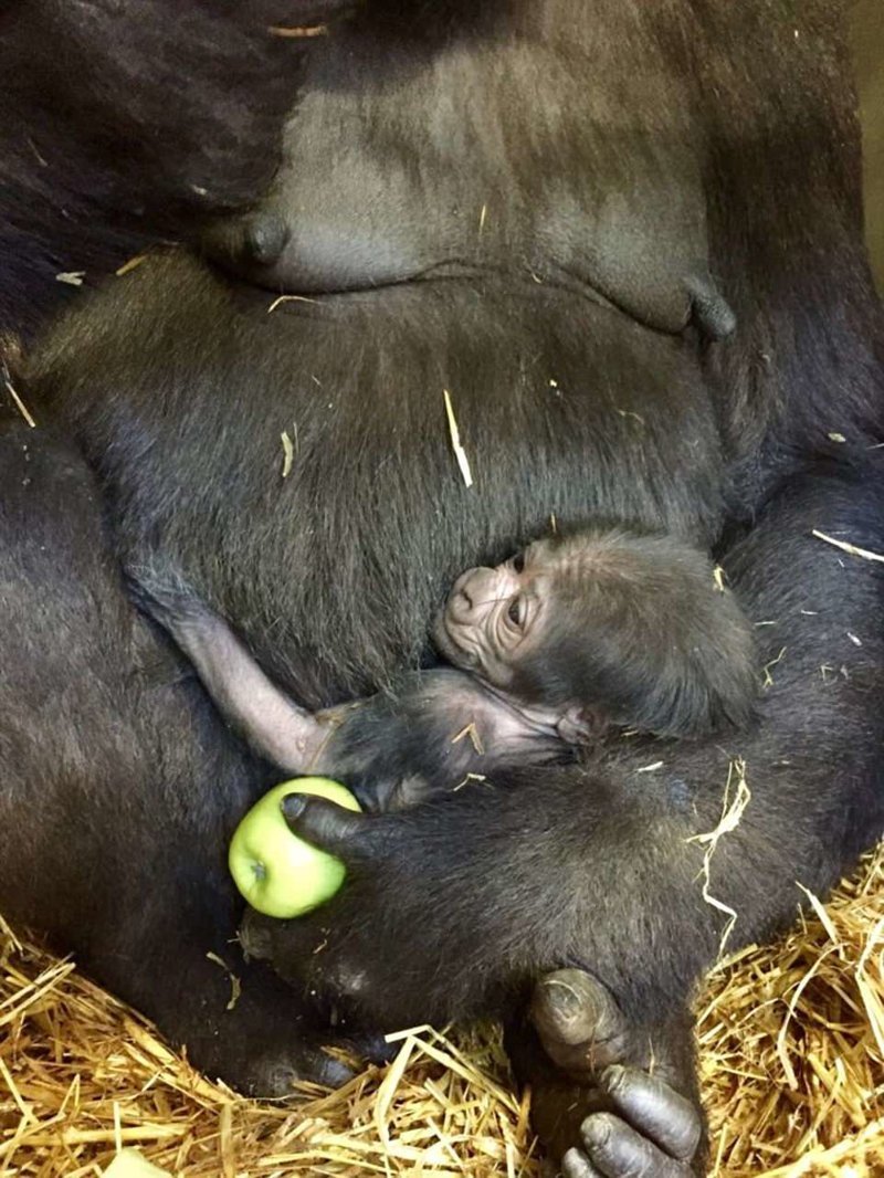 В Чессингтонском тематическом парке родился очаровательный гориленок