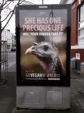Веганская реклама с индюшкой, сменяющаяся рекламой ресторана с её жареным вариантом.