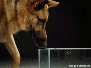 8. Как собака пьет воду