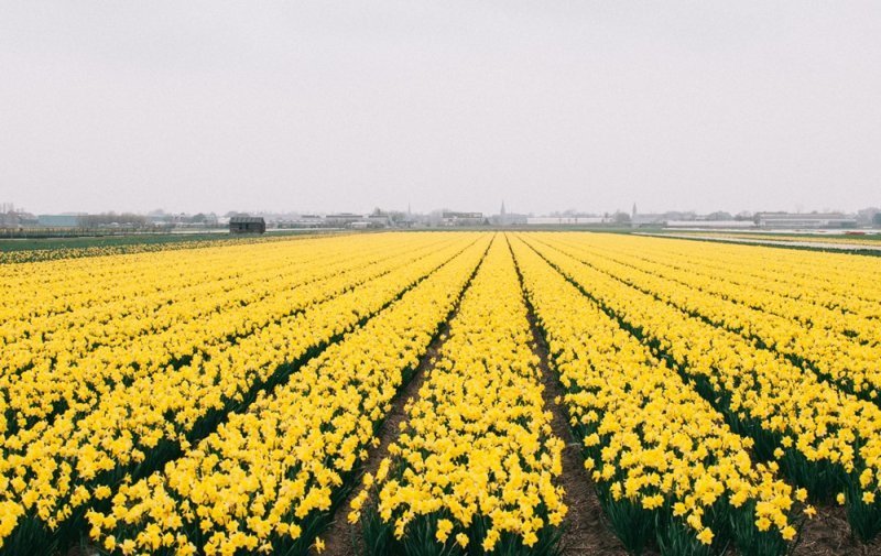 Парк цветов Keukenhof, апрель 2018