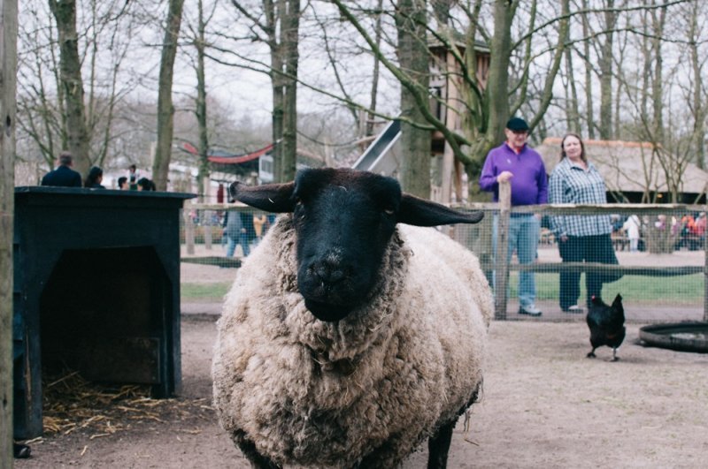 Парк цветов Keukenhof, апрель 2018