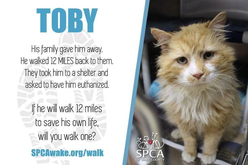 Тем временем SPCA опубликовало пост в соцсетях о Тоби, и его история быстро стала вирусной