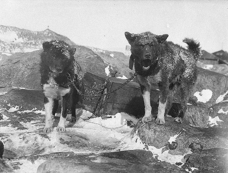 Сторожевые собаки Василиск и Джинджер, приблизительно 1912 год 