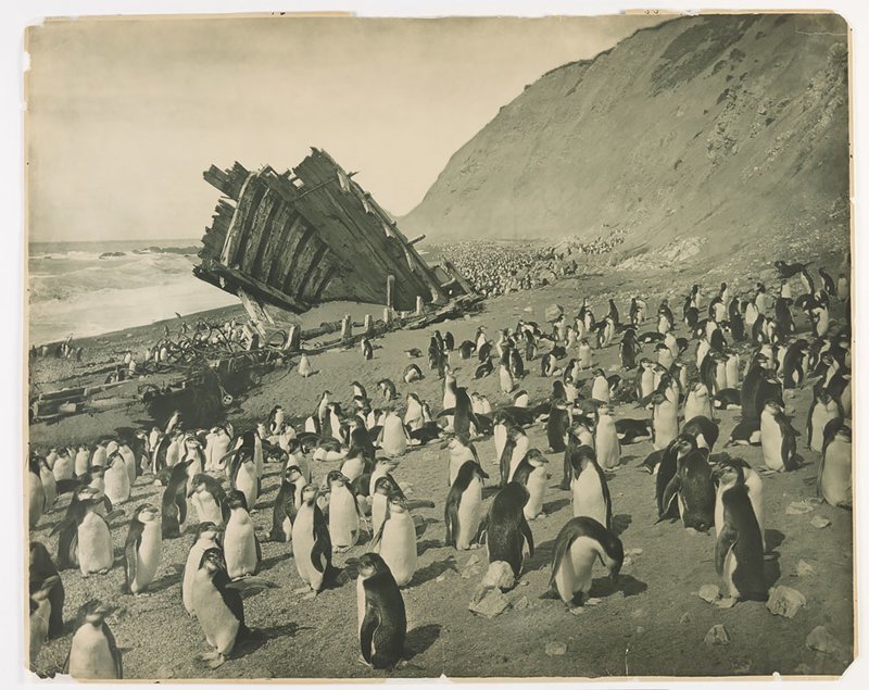 Разбитое промысловое судно на пляже о. Маккуори, 1911 год