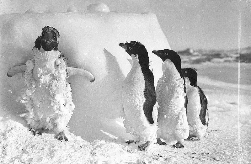Птенцы пингвинов Адели после сильной пурги, приблизительно 1912 год