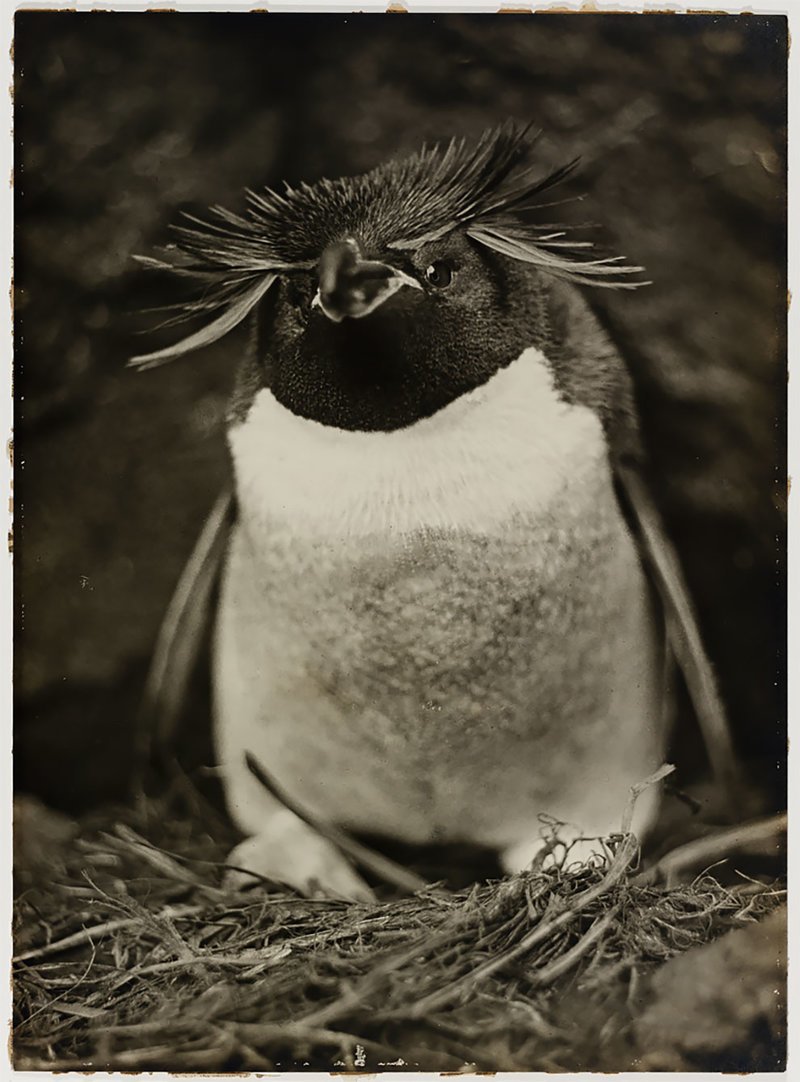 Толстоклювый пингвин, 1911-1912