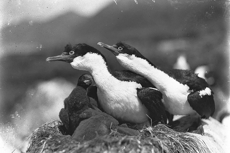 Бакланы защищают гнездо, о. Маккуори, приблизительно 1912 год