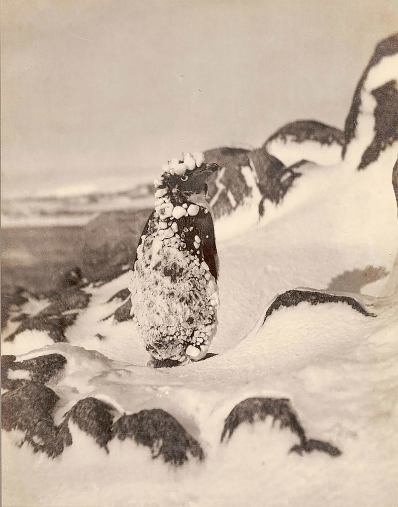 Пингвин Адели в снегу, приблизительно 1912 год