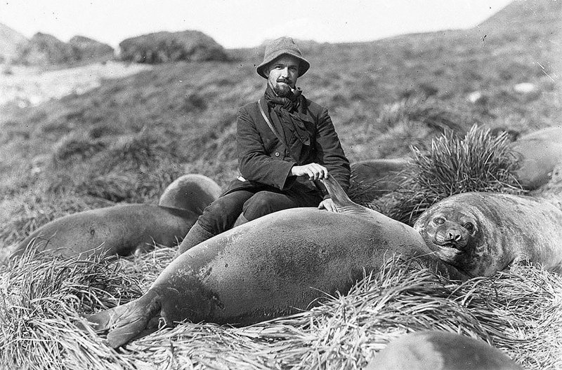Артур Сойер и детеныш морского слона, приблизительно 1912 год