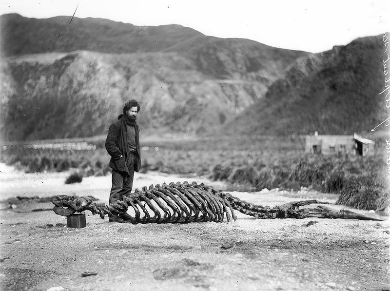 Гарольд Гамильтон и скелет морского слона, приблизительно 1912 год 