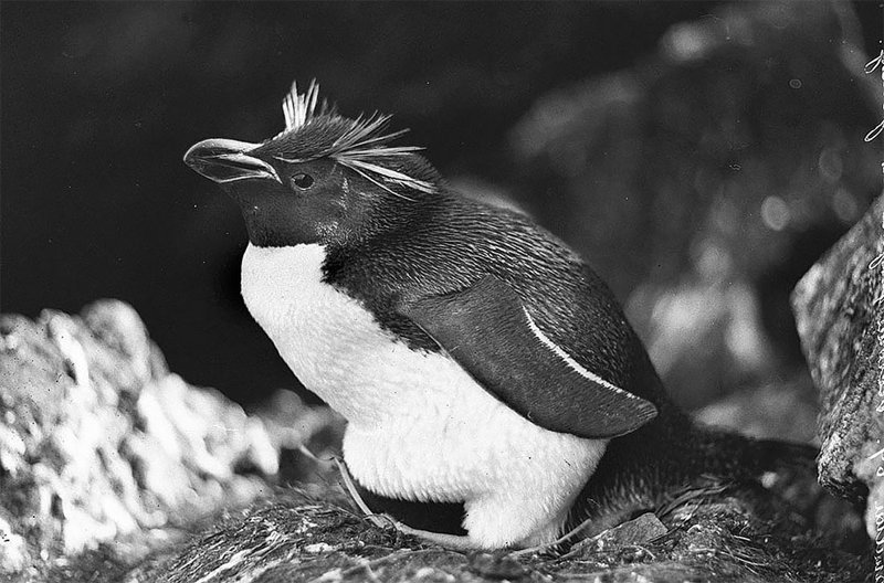 Толстоклювый пингвин