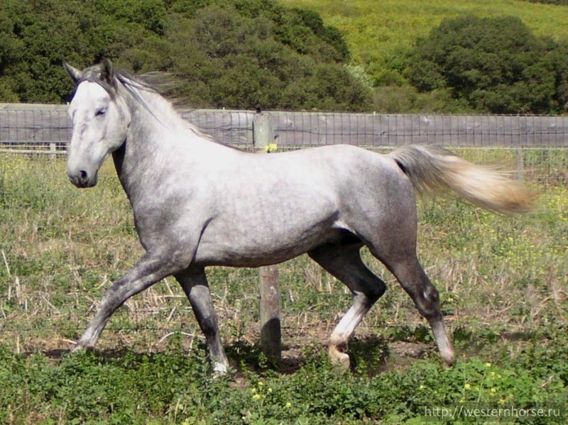 Рыцарская конница