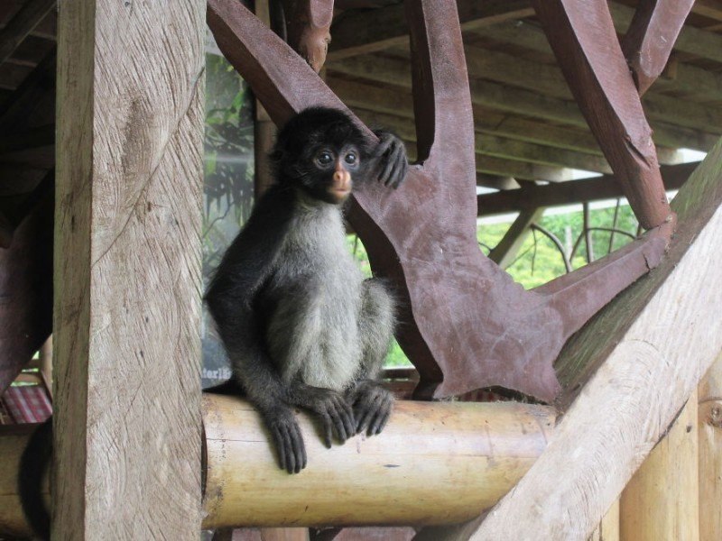 Семья из Эквадора выхаживает маленькую паукообразную обезьянку