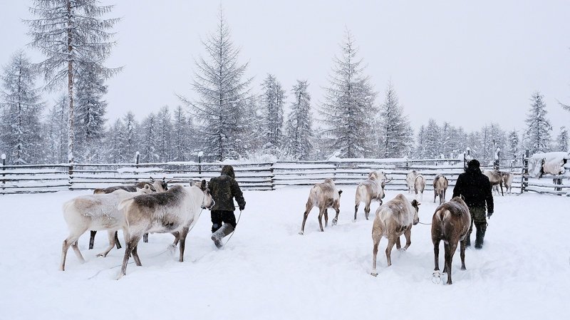 Один день из жизни якутских оленеводов