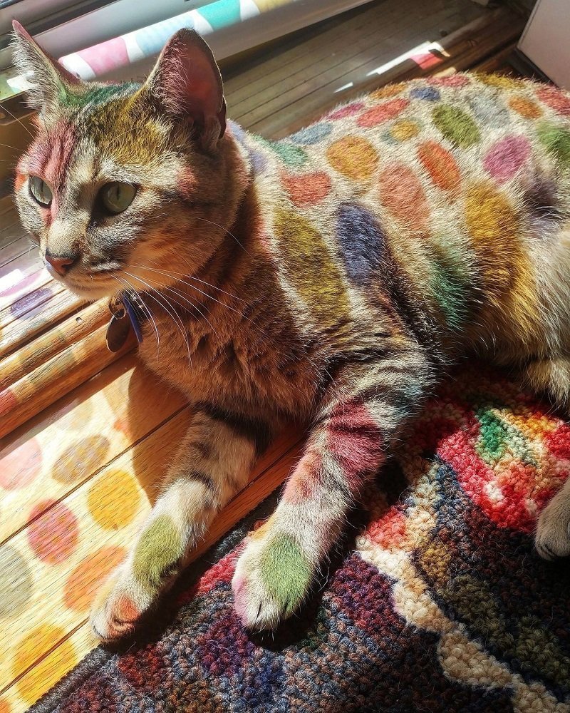 Рисунок на стекле раскрасил кошку.