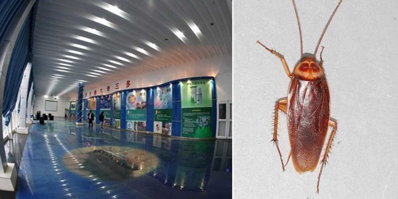 Китай выращивает 6 миллиардов тараканов в год. Зачем?