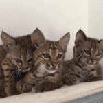 ГИФ-анимашки с котиками