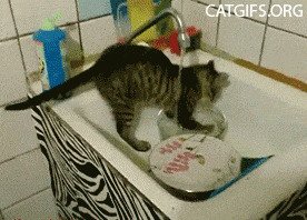 Эта кошка моет посуду куда более усердно, чем многие из нас
