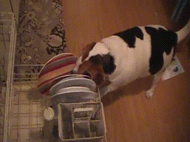 Этот пёс проверяет насколько хорошо посудомоечная машина справилась со своей задачей