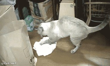 Эта кошка лучше любого человека знает, когда пол идеально чистый