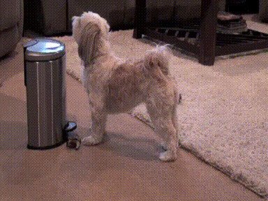 Этот пёсик собирает мусор, пока вы смотрите телевизор