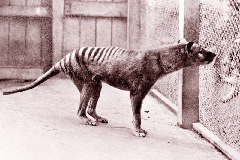Сумчатый волк (тасманийский волк или тилацин) официально признан вымершим в 1986 году, несмотря на смерть последней известной особи в зоопарке Хобарта в 1936 году