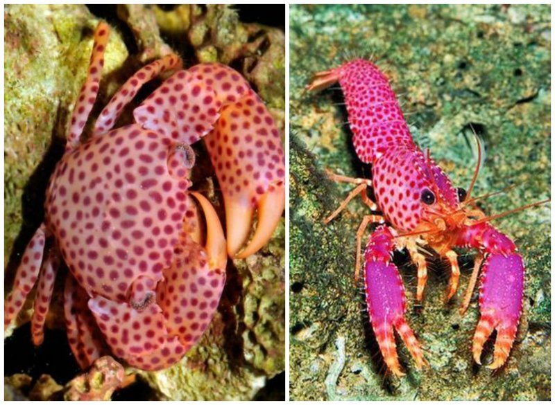 Раки и крабы животные, интересное, кораллы, красиво, красочно, подводное царство, природа, ярко