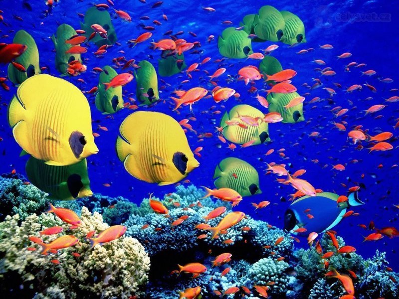 Яркого и хорошего вам дня! животные, интересное, кораллы, красиво, красочно, подводное царство, природа, ярко