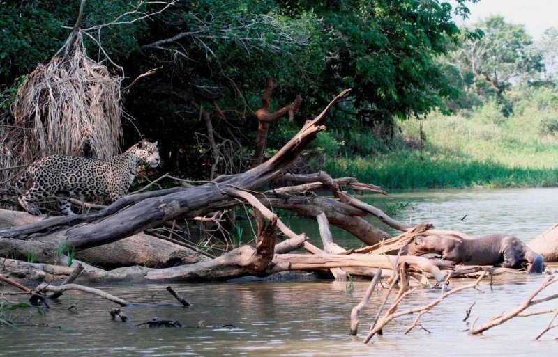Исследователи организации Panthera сняли комическую сцену на реке Сан-Лоренцо в Пантанале