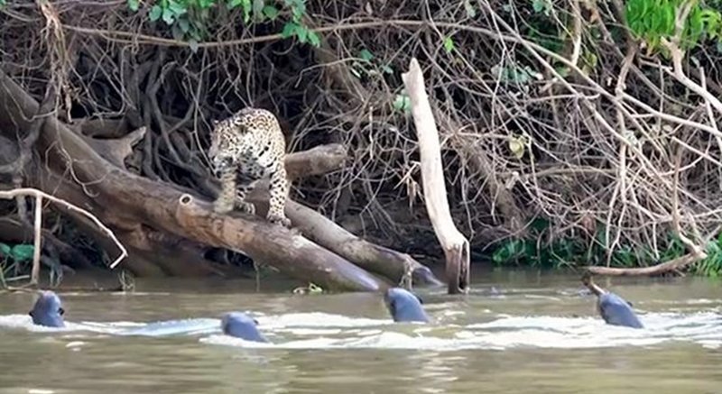 3-летняя самка ягуара по кличке Агу просчиталась с выбором места для ловли рыбы